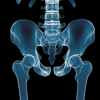 Pelvis and Hip Anatomy