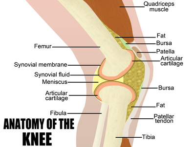 Anatomy of a Knee